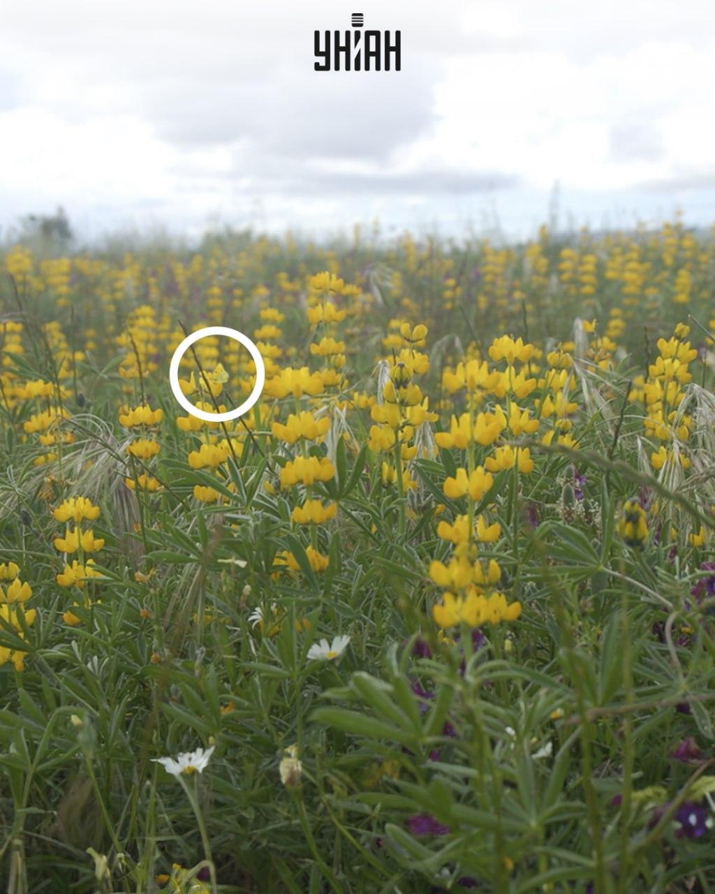 Rumeni metulj je sedel na cvetju / kolaž Moje