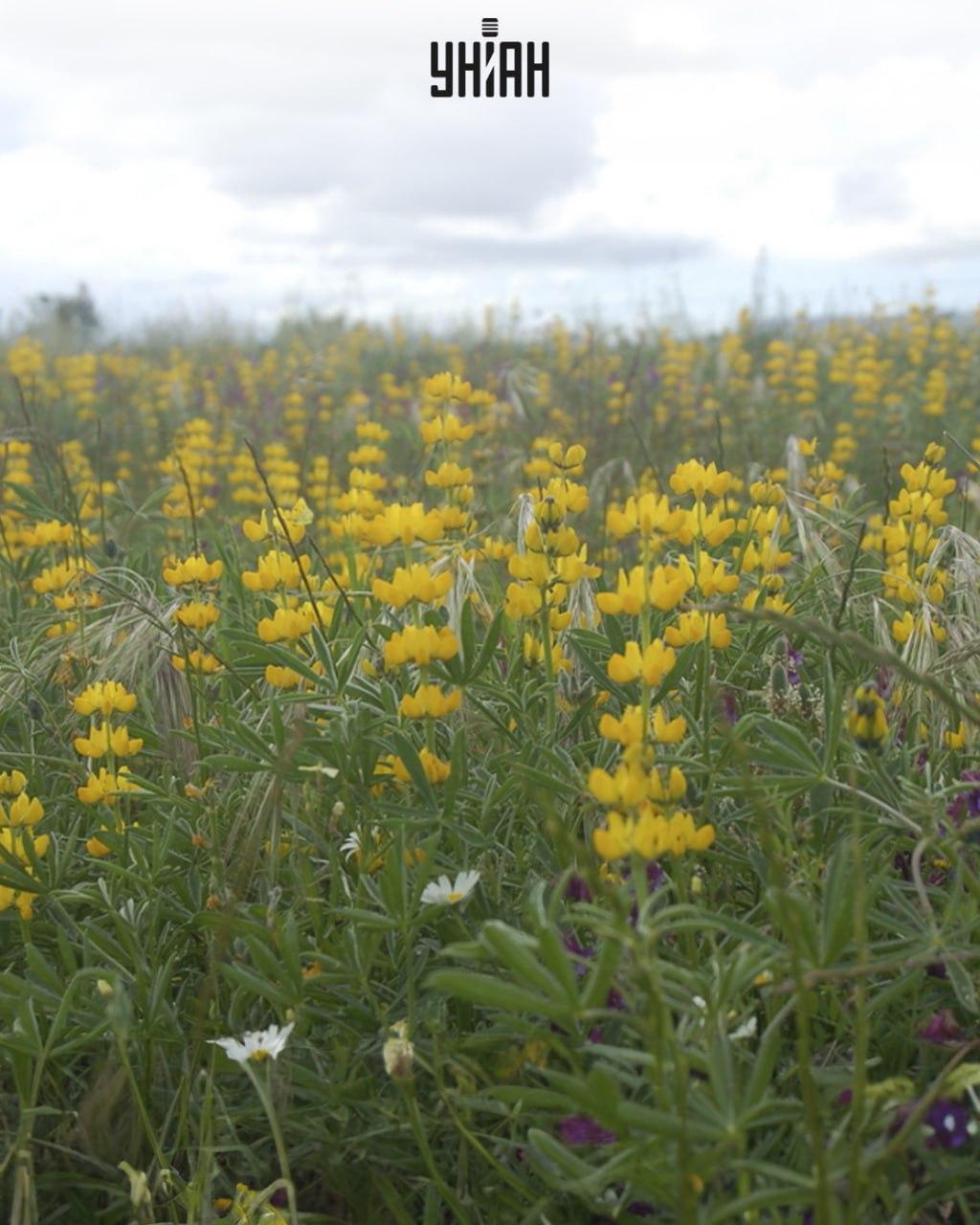 Najdi metulja med volčjim bobom / Moje kolaž