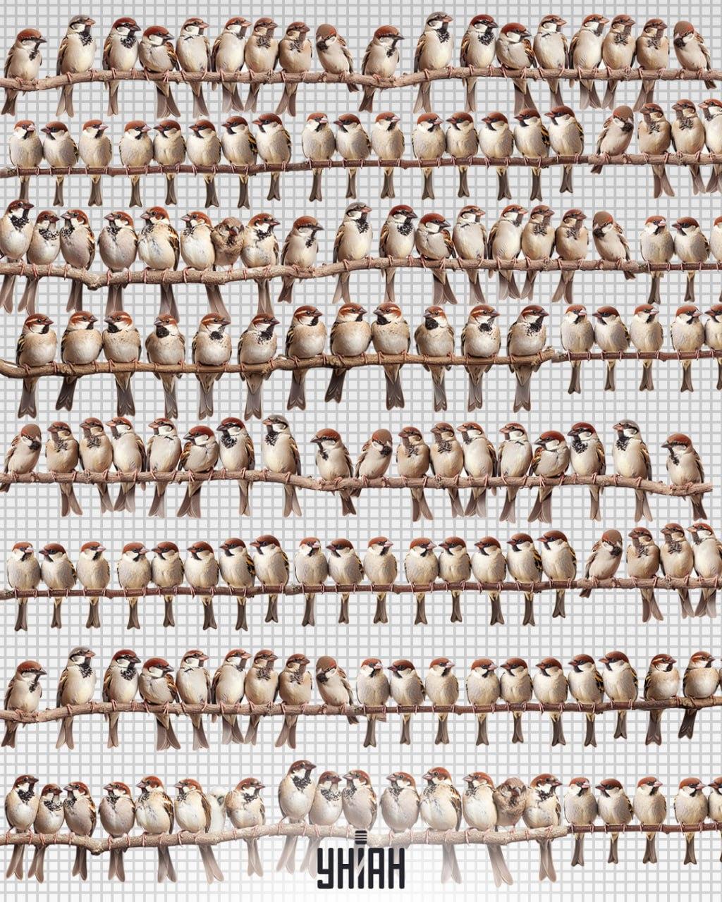 V 7 sekundah poiščite zvito papigo med vrabci / foto: Moje