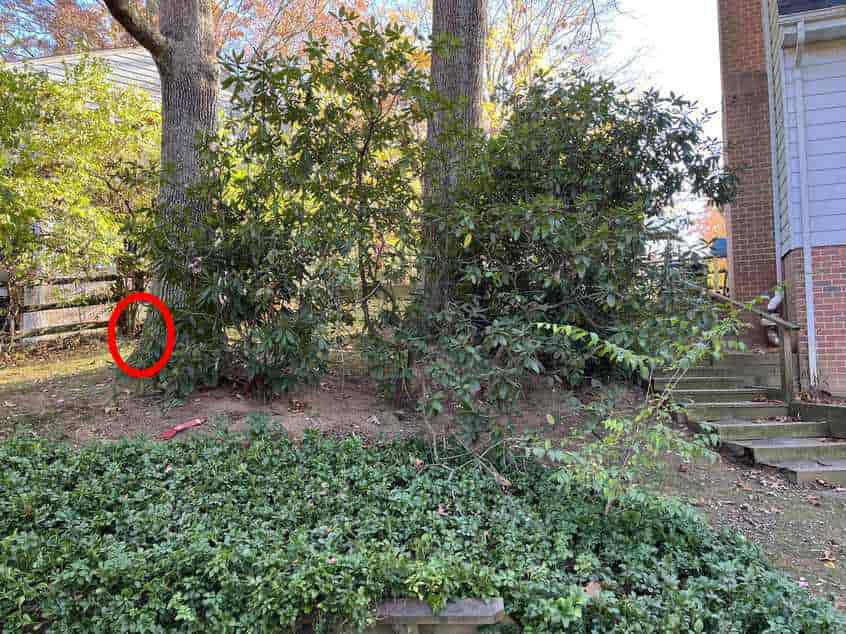 Izjemno zapletena optična iluzija: le pravi detektiv lahko najde psa v 10 sekundah