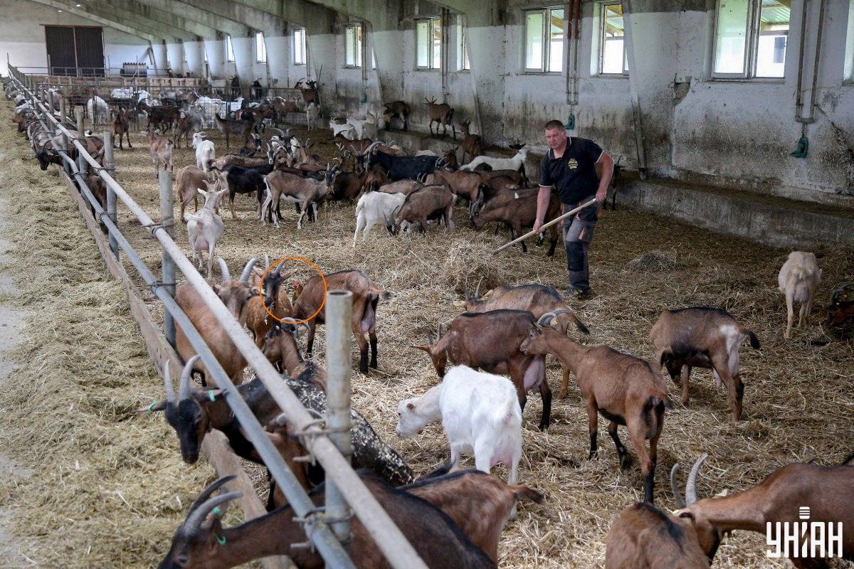 Domača ptica je bila blizu sredine slike / kolaž s fotografijo Moje