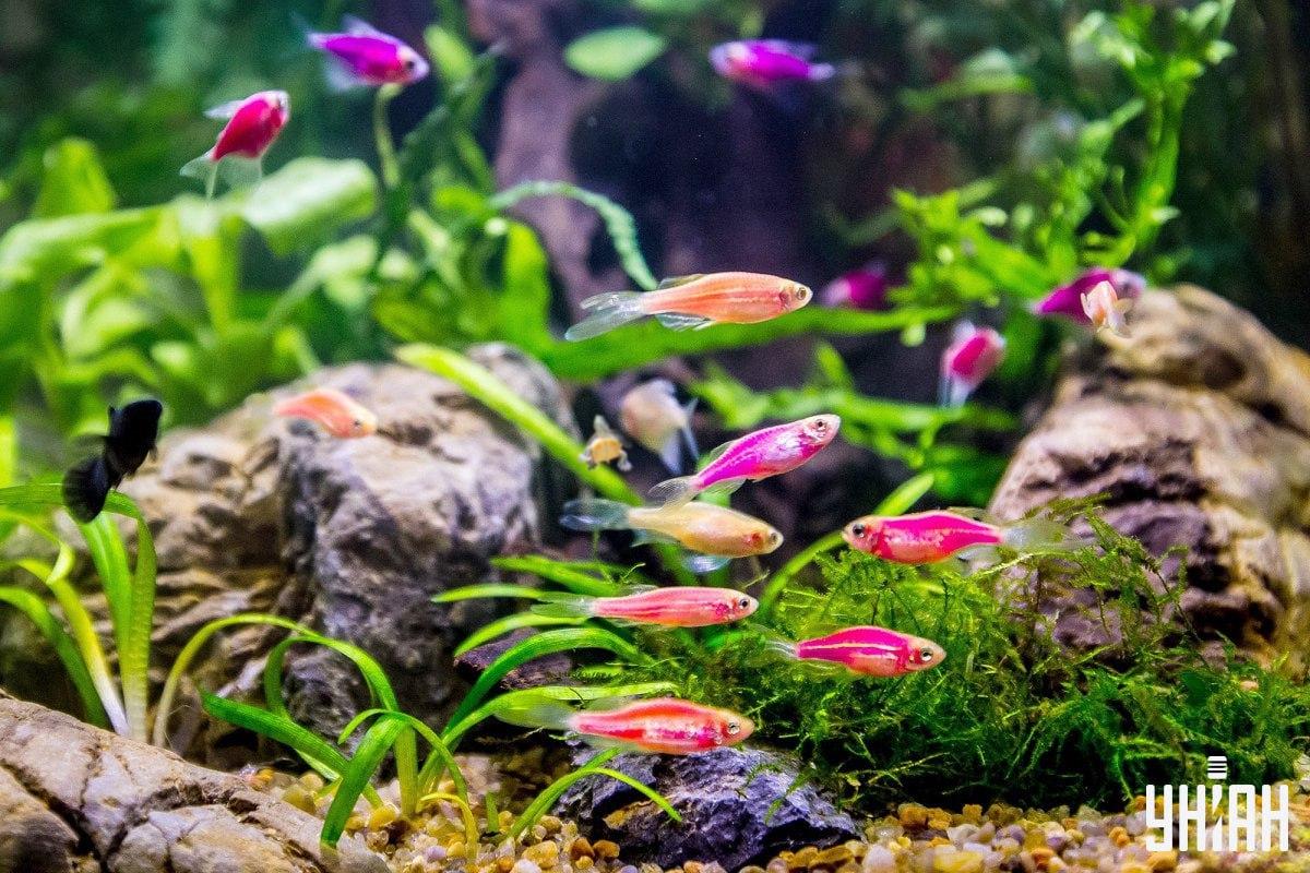 Uganka je zelo težka, pri iskanju želve ne izgubljajte časa / kolaž iz fotografije Moje