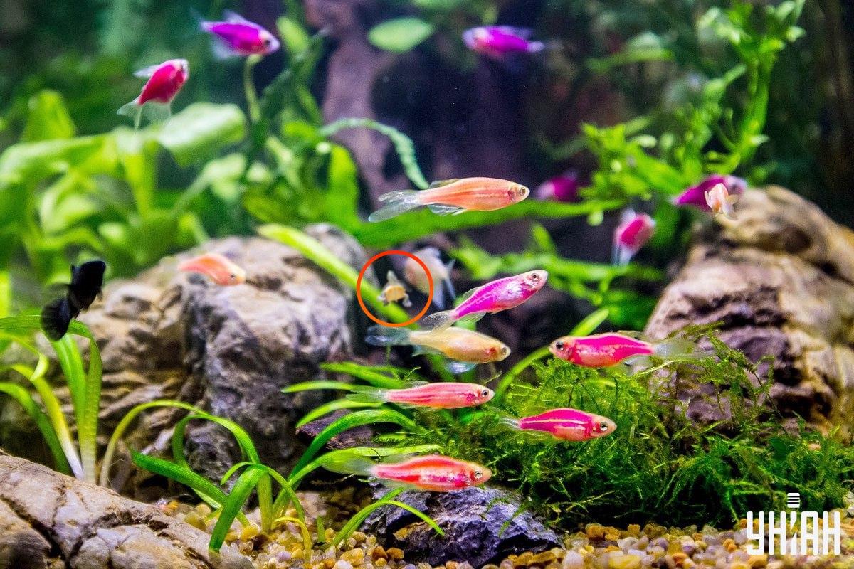 Želva je bila skoraj v sredini slike / kolaž s fotografijo Moje