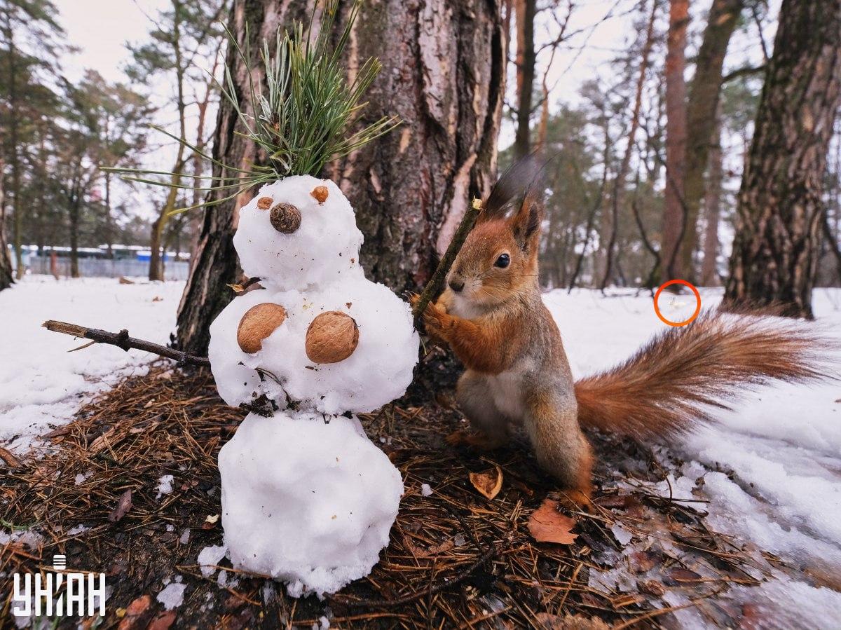 Zajec je bil na levi strani sestavljanke / kolaž s fotografijo Moje