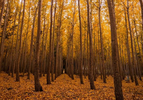 Le najbolj pozoren bo v 8 sekundah našel veverico v gozdu: zvijačna uganka Le najbolj pozorni bodo v 8 sekundah našli veverico v gozdu: zapletena uganka
