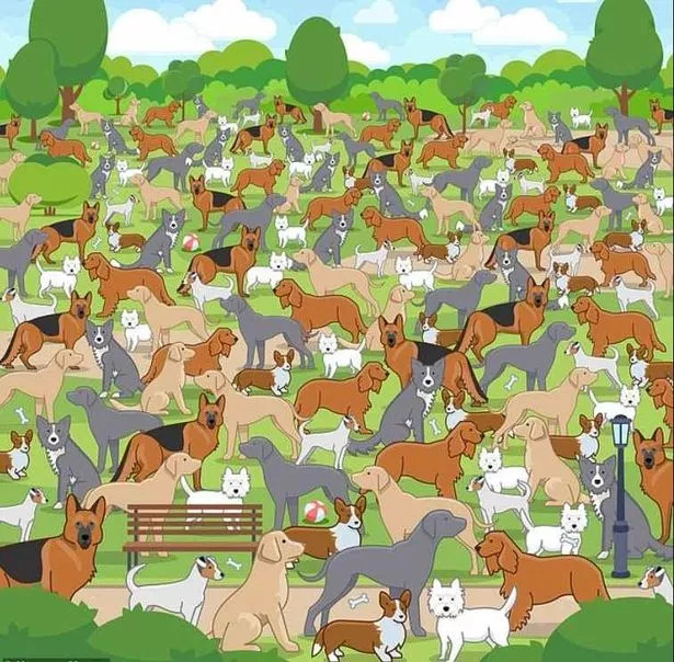 Ta uganka bo uničila vaše možgane: le genij lahko najde kužka v 11 sekundah.