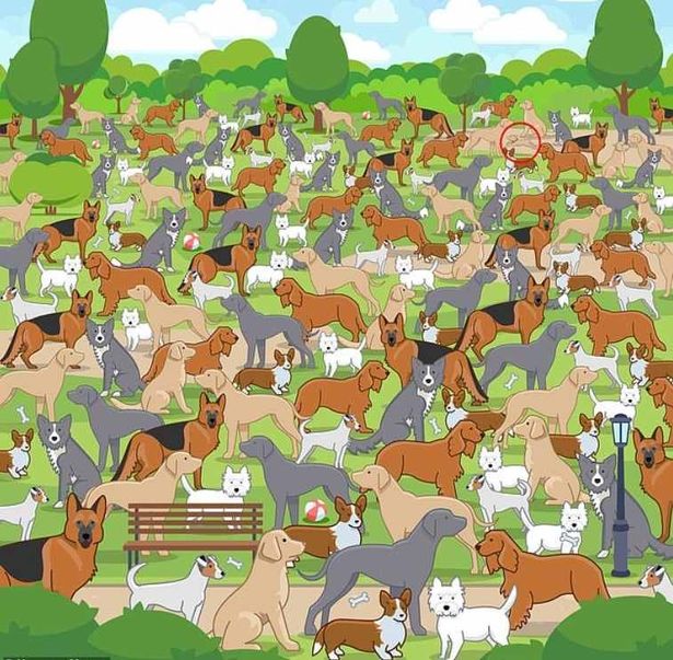 Ta uganka bo preprosto uničila vaše možgane: le genij bi našel mladiča v 11 sekundah.