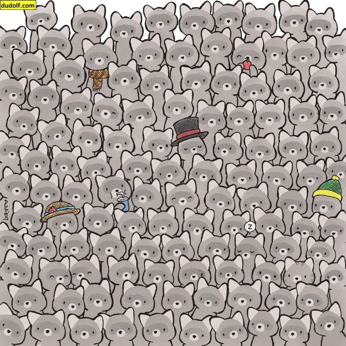 Uganka za prave genije: v 15 sekundah poiščite mačko med rakunom