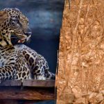 Iskanje leoparda v gozdu v 4 sekundah: uganka za pravega