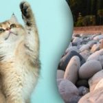 Iskanje speče mačke med skalami v 10 sekundah: uganka, ki