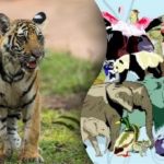 Izziv za genije: poiščite skritega tigra v živalskem vrtu