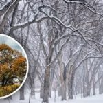 Kaj simbolizira brest: ali je res “drevo smrti”?