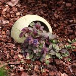 Kako dolgo lahko rastline živijo in ali lahko umrejo zaradi