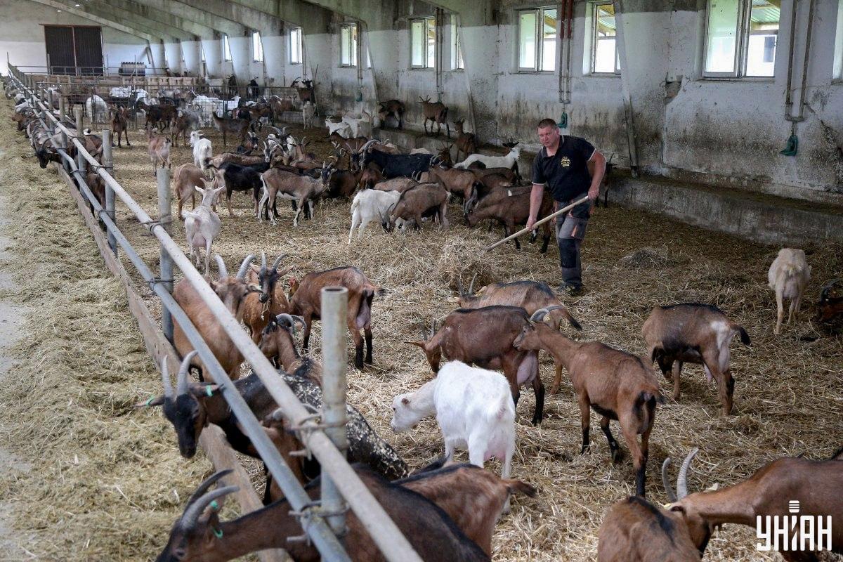 Na sliki v času poišči vrtečega se petelina / kolaž s fotografijo Moje