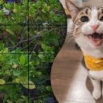 Le najbolj spretni bodo v 5 sekundah našli mačko na