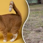 Le redki ljudje lahko v 9 sekundah najdejo mačko v travi: zelo zapletena optična iluzija Le redki ljudje lahko v 9 sekundah najdejo mačko v