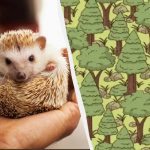 Najbolj prijazna uganka: v 30 sekundah poiščite ježa v gozdu Najbolj prijazna uganka: v 30 sekundah poiščite ježa v gozdu