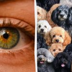 Poiščite ovco med psi v 7 sekundah: uganka s “pastjo”