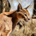 Rojeni plenilec: zanimiva dejstva o eni največjih mačk na svetu