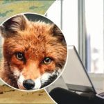 Samo genij bo v 11 sekundah našel 4 živali: neverjeten test pozornosti Samo genij bo v 11 sekundah našel 4 živali: neverjeten