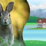 Uganka za najbolj pozorne: najti morate zajca na skrivnostni sliki.