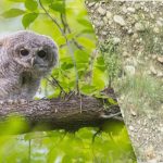 Uganka za najbolj pozorne: v 5 sekundah poiščite sovo med