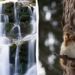 Za iskanje veverice v gozdu v 9 sekundah moraš imeti visok IQ: zapletena ugankarska igra Za iskanje veverice v gozdu v 9 sekundah moraš imeti