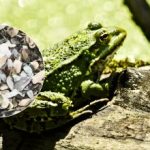 Zabavna iluzija za najbolj pozorne: žabo bodo našli le ljudje